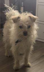 Lost Male Dog last seen Harkey Rd, Pearland, TX 77584