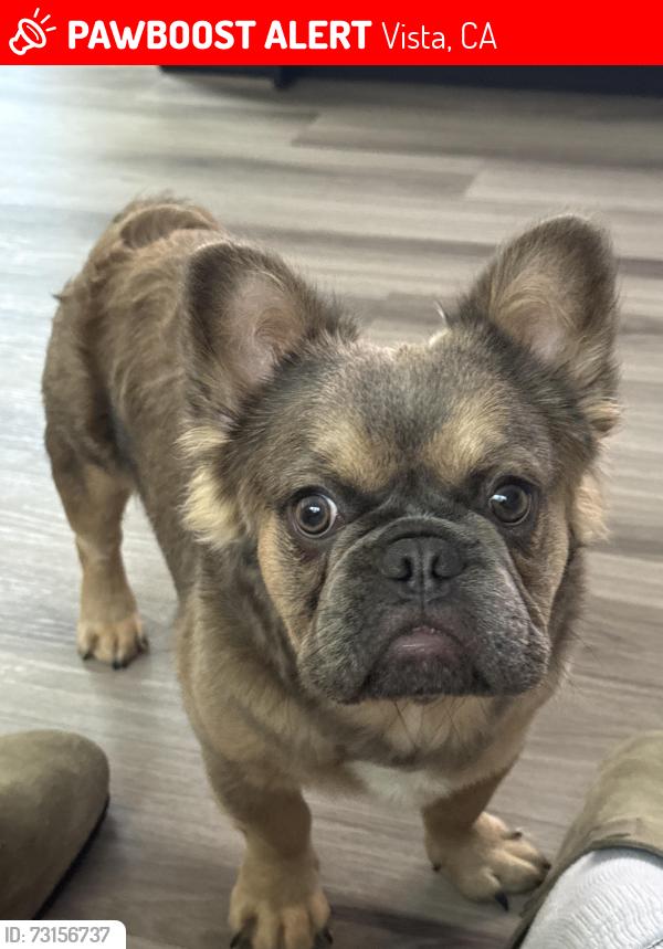 Lost Male Dog last seen E vista way, Vista, CA 92084