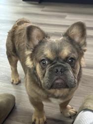 Lost Male Dog last seen E vista way, Vista, CA 92084