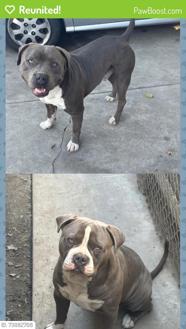 Reunited Male Dog last seen Gorman Ave 103rd, Los Angeles, CA 90059