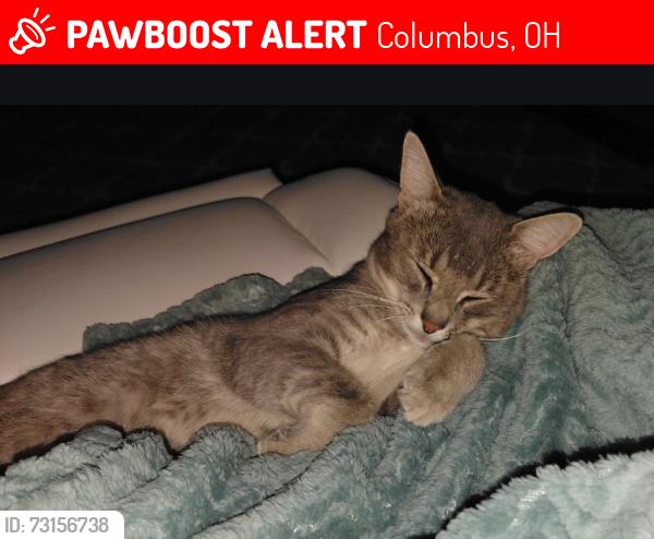 Lost Male Cat last seen Alkire Rd and Bay Port Dr, Columbus, OH 43123