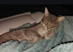 Lost Male Cat last seen Alkire Rd and Bay Port Dr, Columbus, OH 43123