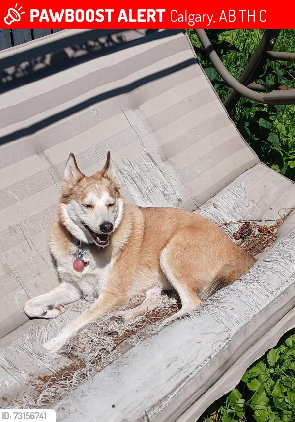 Lost Male Dog last seen Near Farnham Dr SE, Calgary, AB T2H 1C6