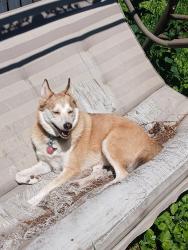 Lost Male Dog last seen Near Farnham Dr SE, Calgary, AB T2H 1C6