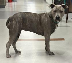 Shelter Stray Female Dog last seen CHAMBERLIN CIR / TITTLE WAY, 9150 Union Park Way, Elk Grove, CA 95624, USA