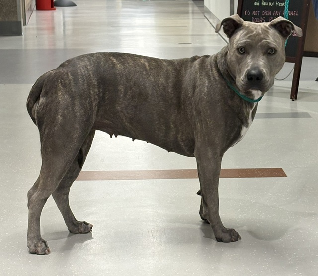 Shelter Stray Female Dog last seen CHAMBERLIN CIR / TITTLE WAY, 9150 Union Park Way, Elk Grove, CA 95624, USA