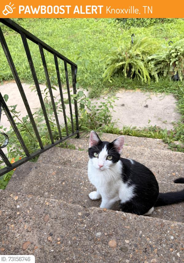 Found/Stray Unknown Cat last seen Dead end bbq, Knoxville, TN 37919