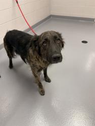 Shelter Stray Female Dog last seen Near BLOCK S CHEROKEE TRL, CENTENNIAL CO 80016, 4556 Castleton Ct, Castle Rock, CO 80109, USA