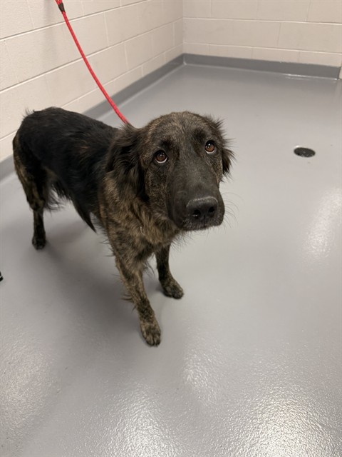 Shelter Stray Female Dog last seen Near BLOCK S CHEROKEE TRL, CENTENNIAL CO 80016, 4556 Castleton Ct, Castle Rock, CO 80109, USA