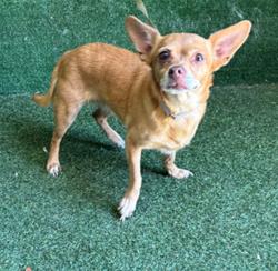 Shelter Stray Female Dog last seen , 38550 Sierra Hwy, Palmdale, CA 93550, USA