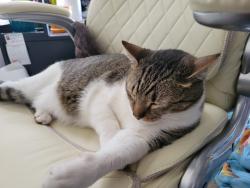Lost Male Cat last seen Turkeyfoot, Independence, KY 41051