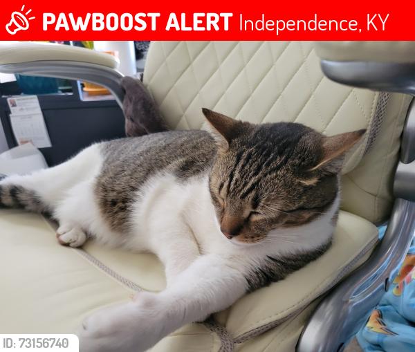 Lost Male Cat last seen Turkeyfoot, Independence, KY 41051