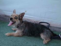 Shelter Stray Female Dog last seen , 4275 Elton St, Baldwin Park, CA 91706, USA