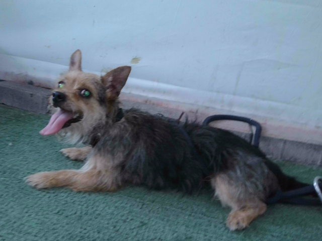Shelter Stray Female Dog last seen , 4275 Elton St, Baldwin Park, CA 91706, USA