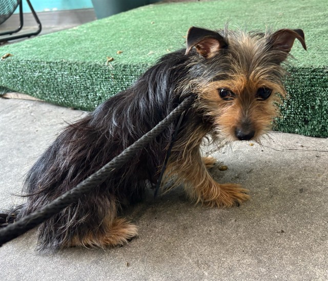 Shelter Stray Female Dog last seen , 4275 Elton St, Baldwin Park, CA 91706, USA