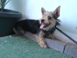 Shelter Stray Female Dog last seen , 4275 Elton St, Baldwin Park, CA 91706, USA