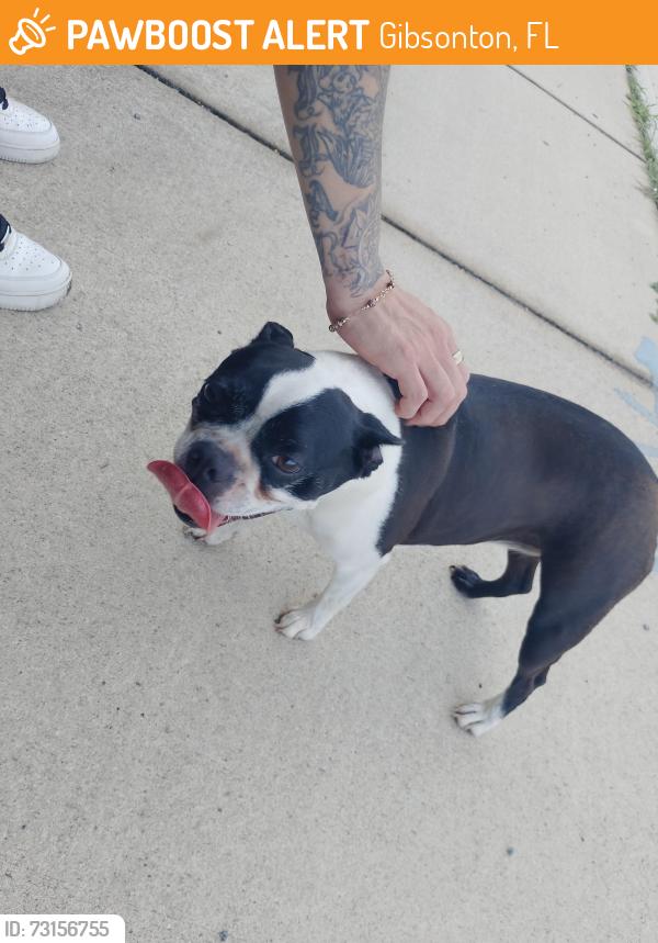 Found/Stray Female Dog last seen Gibsonton Dr, Gibsonton, FL 33534