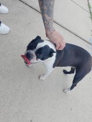Found/Stray Female Dog last seen Gibsonton Dr, Gibsonton, FL 33534