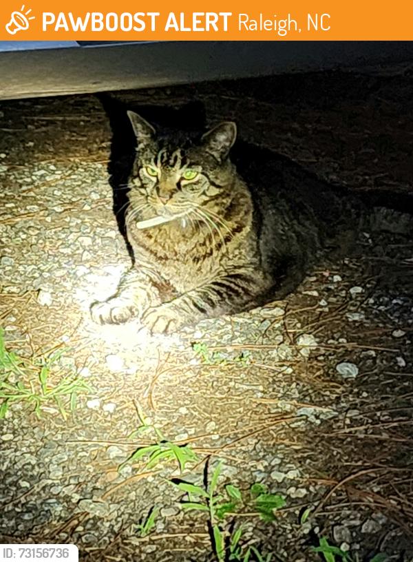 Found/Stray Unknown Cat last seen Campbell Rd & Holly Springs Cary-Raleigh border (Swift Creek), Raleigh, NC 27606