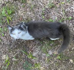 Reunited Female Cat last seen Soaring Eagle Campground, Lenoir City, TN 37771
