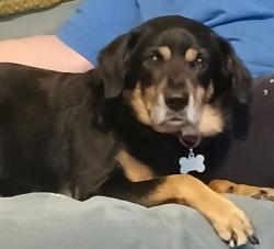 Lost Male Dog last seen Lee Peters Rd between Maple Cove and Seth's Ridge, Loganville, GA 30052