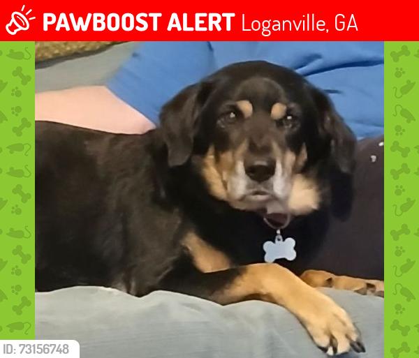 Lost Male Dog last seen Lee Peters Rd between Maple Cove and Seth's Ridge, Loganville, GA 30052