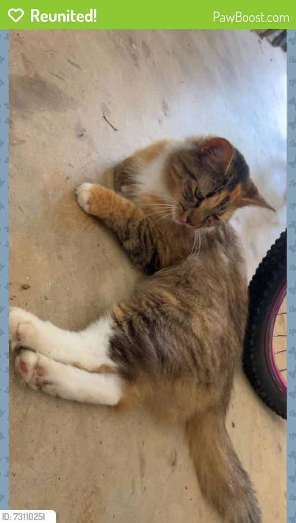 Reunited Female Cat last seen Robinhood Rd, Georgia 30677, USA, Oconee County, GA 30677