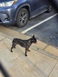 Reunited Unknown Dog last seen Pollard park, Tyler, TX 75701