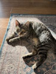 Reunited Male Cat last seen 45th street between Anthony Dr & Ohio ave, Greenfield, WI 53219