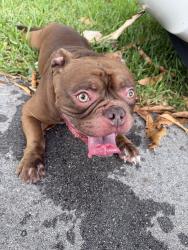 Found/Stray Male Dog last seen SW 12th Ave and SW 31st Street, Fort Lauderdale, FL 33315