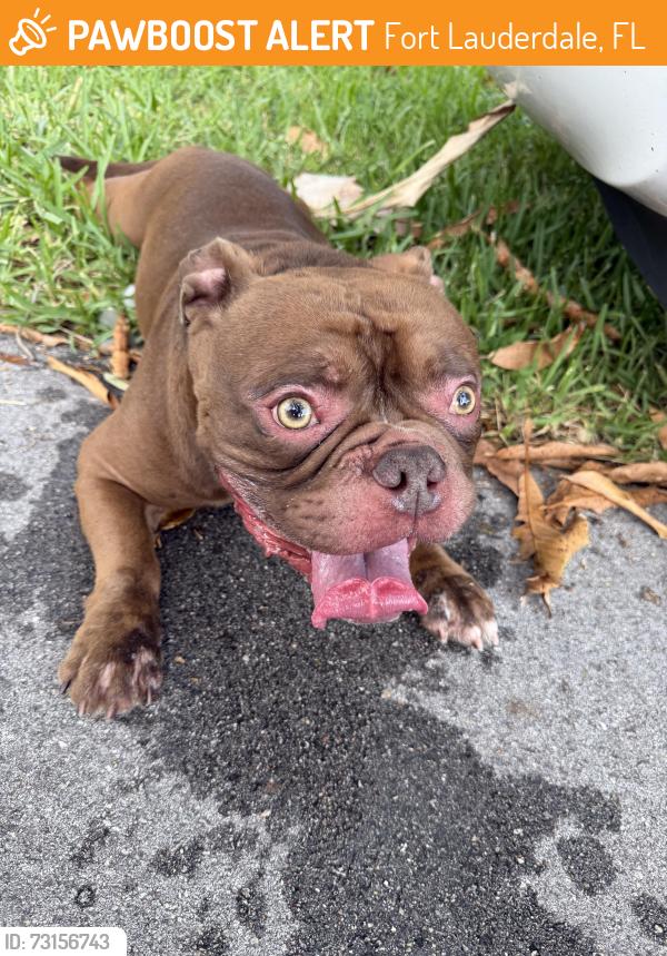 Found/Stray Male Dog last seen SW 12th Ave and SW 31st Street, Fort Lauderdale, FL 33315