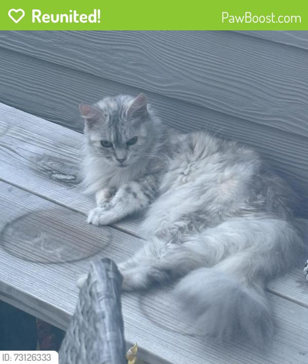 Reunited Female Cat last seen Beardgrass St, Jacksonville, FL 32258