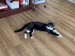 Lost Female Cat last seen Donna’s Corn Maze, Donna, TX 78537