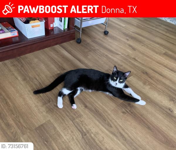 Lost Female Cat last seen Donna’s Corn Maze, Donna, TX 78537