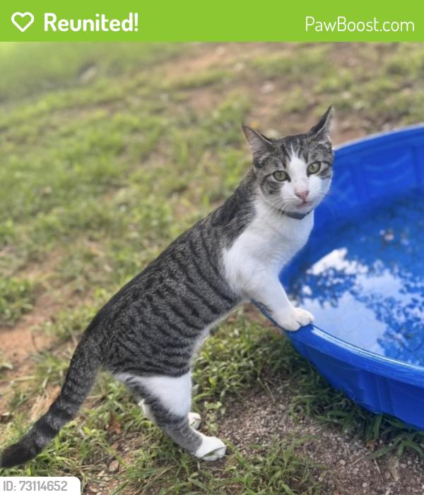 Reunited Male Cat last seen Sorgham Mill and Western, Edmond, OK 73025