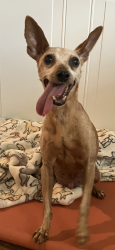 Reunited Male Dog last seen 52nd St, Philadelphia, PA 19139