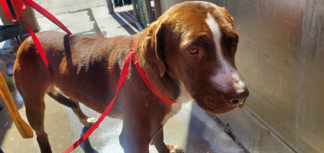 Shelter Stray Male Dog last seen BASELINE, 333 Chandler Pl, San Bernardino, CA 92408, USA