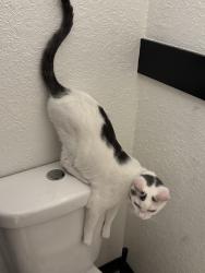 Lost Female Cat last seen Near Mission rd., Kansas City, KS 66103