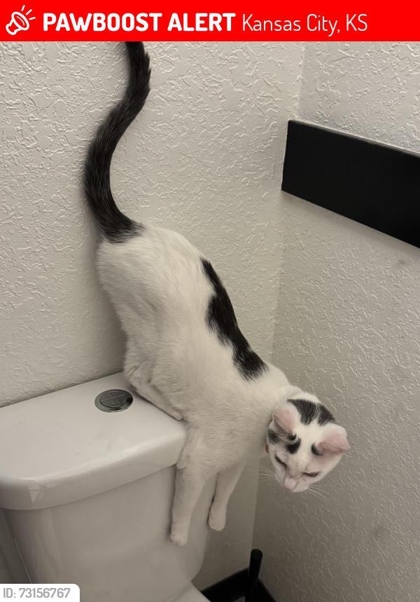 Lost Female Cat last seen Near Mission rd., Kansas City, KS 66103