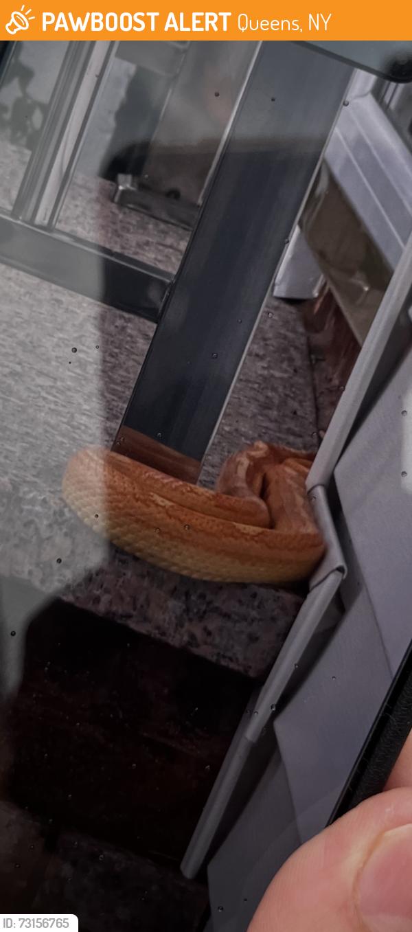 Found/Stray Unknown Reptile last seen 148-12 130 Avenue, Queens, NY 11436