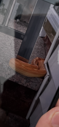 Found/Stray Unknown Reptile last seen 148-12 130 Avenue, Queens, NY 11436