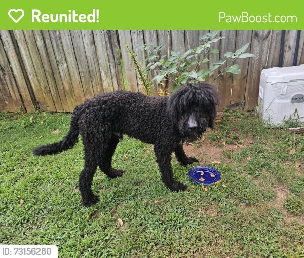 Reunited Male Dog last seen Rotterdam Rd & Smith Grove Rd, Easley, SC 29641