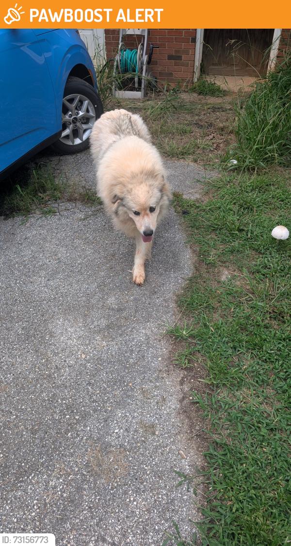 Found/Stray Unknown Dog last seen Mayfair dr, Buncombe County, NC 28715