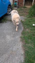 Found/Stray Unknown Dog last seen Mayfair dr, Buncombe County, NC 28715