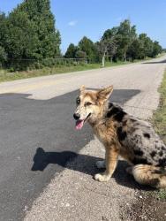 Shelter Stray Female Dog last seen Near BLOCK SE 29TH ST, 2811 SE 29th St, Oklahoma City, OK 73129, USA