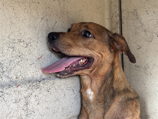 Shelter Stray Unknown Dog last seen Near BLOCK WINDEMERE AVE, OKLAHOMA CITY OK 73117, 2811 SE 29th St, Oklahoma City, OK 73129, USA