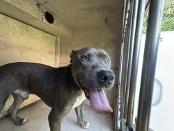 Shelter Stray Unknown Dog last seen Near BLOCK WINDEMERE AVE, OKLAHOMA CITY OK 73117, 2811 SE 29th St, Oklahoma City, OK 73129, USA