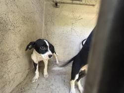 Shelter Stray Unknown Dog last seen Near BLOCK WINDEMERE AVE, OKLAHOMA CITY OK 73117, 2811 SE 29th St, Oklahoma City, OK 73129, USA