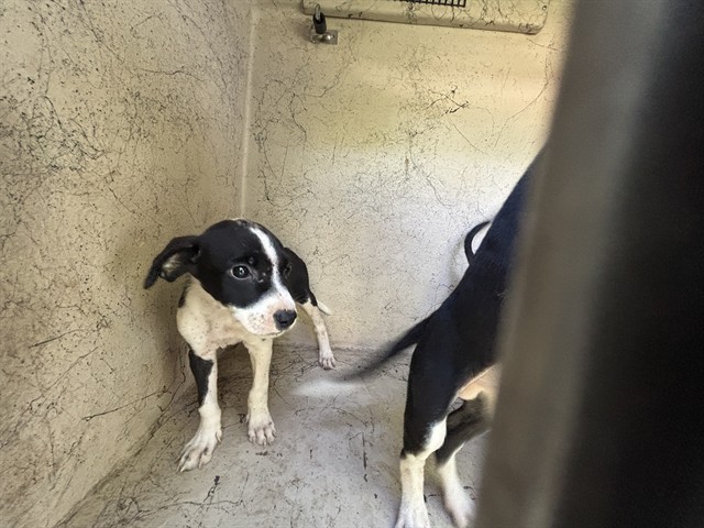 Shelter Stray Unknown Dog last seen Near BLOCK WINDEMERE AVE, OKLAHOMA CITY OK 73117, 2811 SE 29th St, Oklahoma City, OK 73129, USA