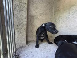 Shelter Stray Unknown Dog last seen Near BLOCK WINDEMERE AVE, OKLAHOMA CITY OK 73117, 2811 SE 29th St, Oklahoma City, OK 73129, USA